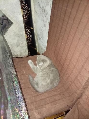 pişim: Britan yastı qulaq, Dişi, Ünvandan götürmə — 3