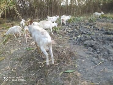 Gəmiricilər: Saanen tekesi — 7