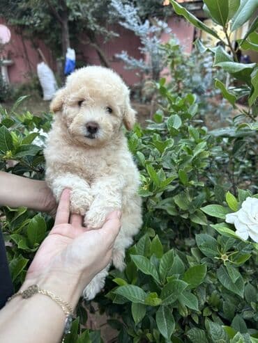 где можно купить собаку мальтипу: Пудель, С прививками — 2