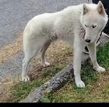 Şeki şeherinde itib kim gorubse desin coxlu mukafat var lalafo.az -da Şeki şeherinde itib kim gorubse desin coxlu mukafat var