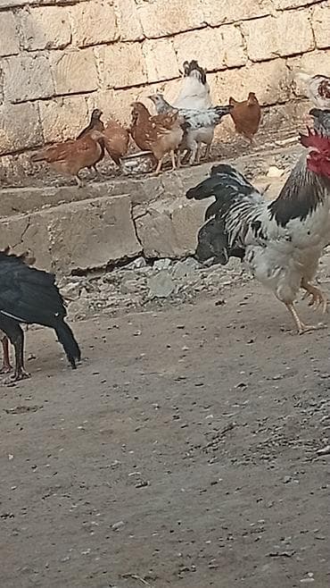 toyuq cuce satisi: Hər cürə heyvan var qaz balası ordey hindusqa nə iddeseniz var işimlə — 2