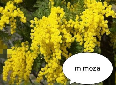 gul toxumlari: Həyət gülleri. 90növ çesid var! — 22