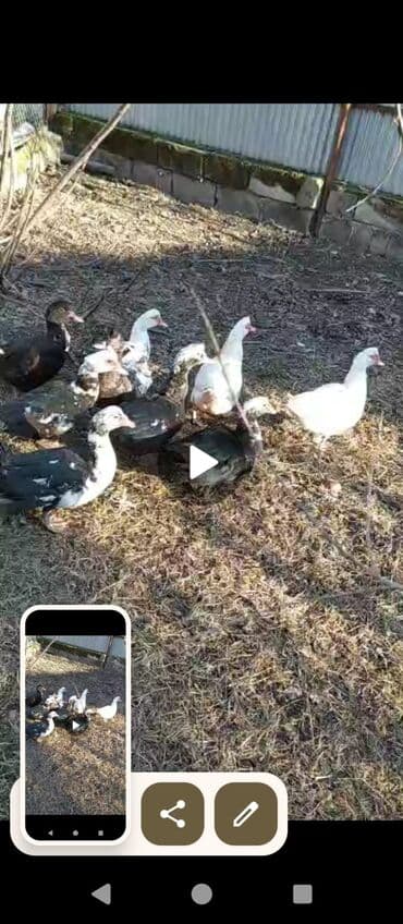 Kabrolar: SALAMLAR, 14 EDED LAL ÖRDƏKLƏR SATILIR SAĞLAM ORDEYLER — 6