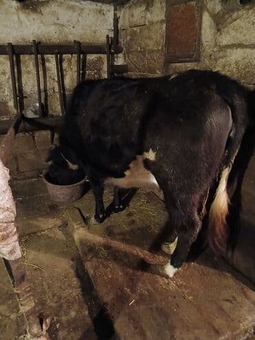 iney sekilleri: Salam 7ay yarımlıq boğazdı birinci qarına düyədi qarnındaki bala süni — 5