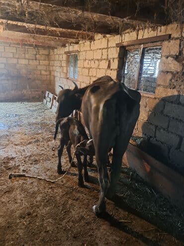 inək satılır binə: Самка, лет: 4, Для молока — 3