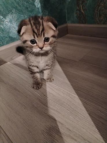 pişik elanları: Şotland yastı qulaq, Dişi — 1