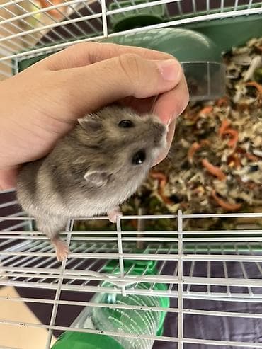 coban iti sekilleri: Cücələr üçün kiçik ev heyvanı – xamiaklar (dwarf hamster) — 1