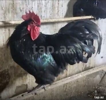 kend colpaları: Çempiyon xet avstralop yumurtası 1 manat cüce 3 manat orginallığına — 1
