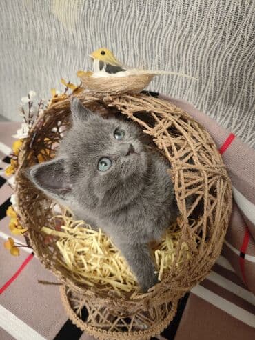 pişiklər üçün bit dərmanı: Шотландская, Самец, В добрые руки, Самовывоз — 6