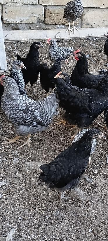 quşlar: Xarkov və astrolop toyuqları satılır. 3 aylıqdılar vaksin olunublar — 3