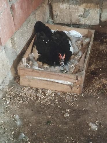 alabay bala: Kime temiz macar ordek balalari lazimdisa indiden sifaris verə — 3