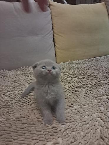 itler pikines type 1: Britan — 3