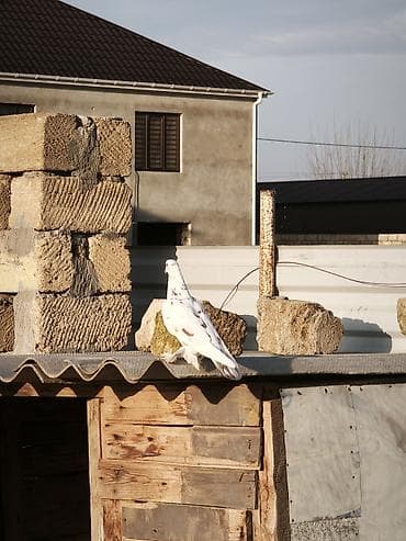 turnik burus: Iki erkək göyərçin oynaq sağlan heyvanlar — 3