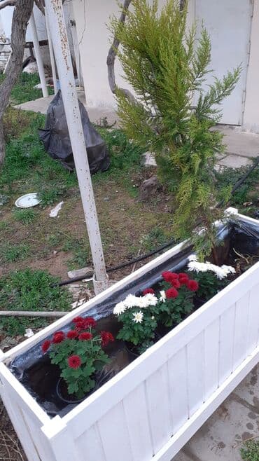 dibcek gul: Dibceklər#Gül yeşikləri #dibcek,har ölcudə 7ni alarkən 1hədiyə,gazi — 2