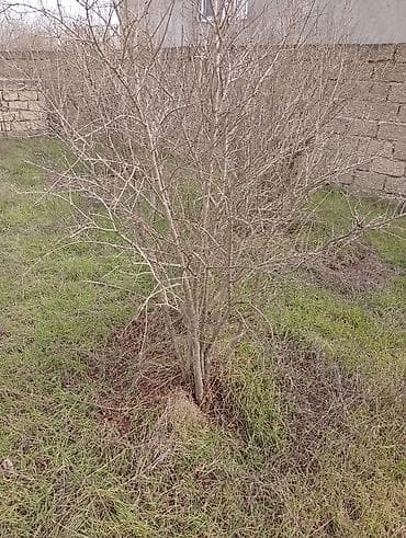 ev eşyalarl: Satılır. Bakı üzüm sarı . birde nar ağacı . ikisidə şit torpaq — 3