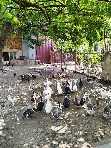 ucuz pisik satisi: Pekin ve yılbaş ordey balası 2 ay 10 gunuy — 7