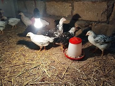 cuce satisi 2019: Toyuq cücələri, Ətlik — 4