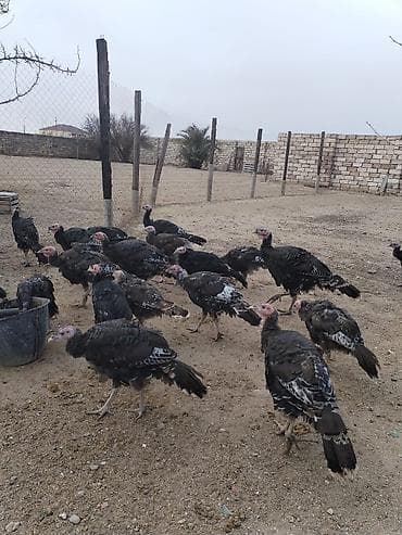 Hinduşka sürüsü – yerli təsərrüfatda bəslənmiş. Hər çəkidə var bir lalafo.az -da Hinduşka sürüsü – yerli təsərrüfatda bəslənmiş. Hər çəkidə var bir