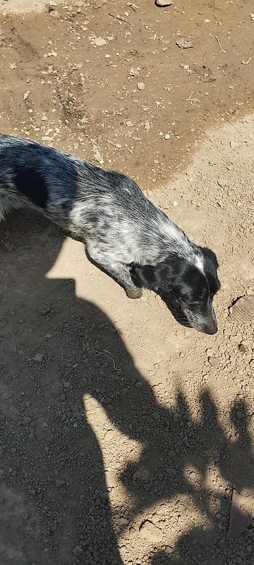 Təmiz cins ov iti 4 aylıq dişidir. qaz və ya lal ördəklədə barter