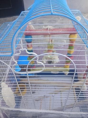 Qəfəslər: Iki ədəd böyük qəfəs satılır biri 20 m bütün aksisuarlarıyla birlikdə — 5