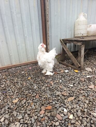 arpa bugda: Toyuq, Brama, Damazlıq — 3