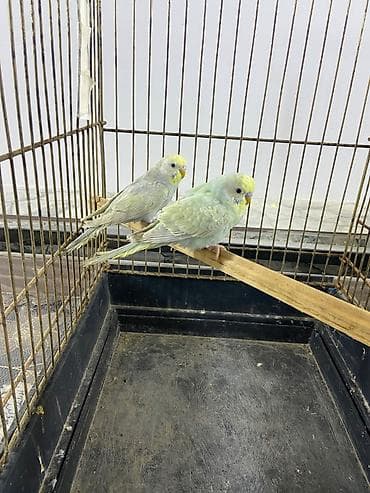 1 cüt Rainbow təcili satılır.
Qiymət 1 gün keçərlidir