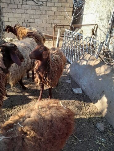 qoyun quyrugu: Qoyun sürüsü – yerli qaragül/qəhvəyi rəngli xallı uzun yununlu — 5