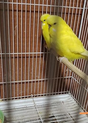 saat ev ucun: HAZIR BALA VERƏN CEX CÜT 1 dəfə bala almışam ancaq sarı balalar verir — 1