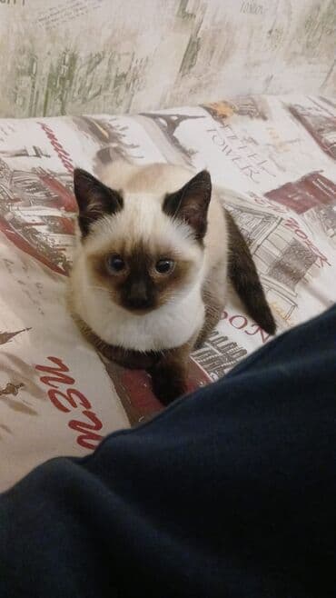 bakıda pişik satışı: Siam, Dişi — 1