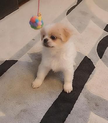 pekines itləri: Pekines, Erkek — 3