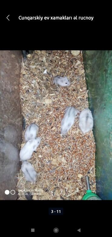 xamyak adlari: Xamyaklar cunqariklar ən mehriban aqresiyası olmayan insana uyuşan — 5