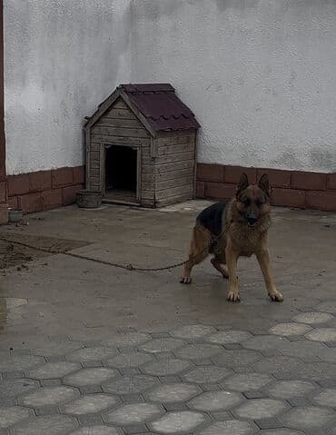 cane corso qiymeti: Alman çoban iti, 2 il, Erkek, Sənədli — 1