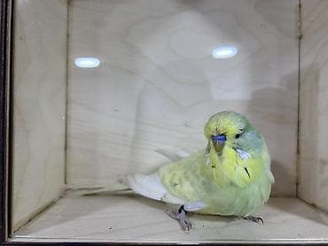 tuk tuk mmc: Salam . Jumbo erkək quşlar satılır hamısı hazır erkəylərdi çoxsu cütdə — 5