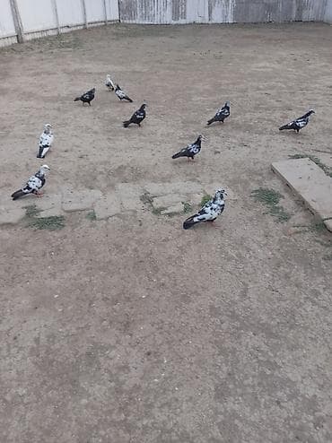 10 dene qusdur ünvan Neftçala rayonu hamisi tutulma quslardi hopdum