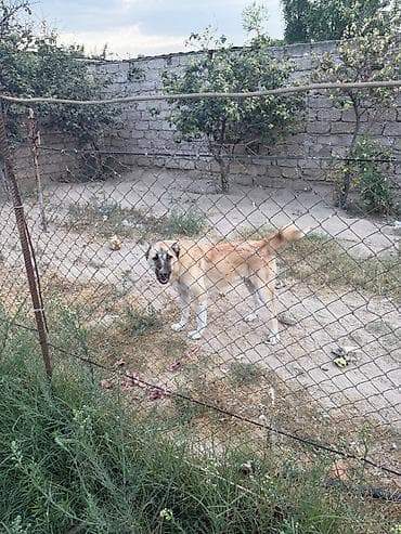 anadolu coban iti: Kanqal, Peyvəndli — 3