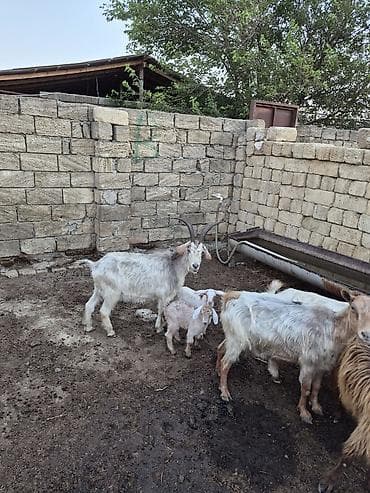 saanen kecisi: 2dənədə balalı keçi içində Bozbaş və anglo-nubian qarışığı yerli — 4