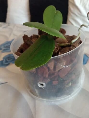 orxideya gülü: Orxideya qehveyi ciçek açir. sağlamdır qeşengdir — 8