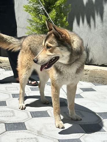 i̇tlər xaski: Xaski — 2
