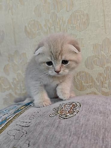 kanqal satilir: Erkək, Dişi — 5