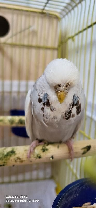 Tutuquşları: Jumbo maya. Bala da verib. Erkəyi yoxdu tək qalıb. Qızğınlıqdan — 7