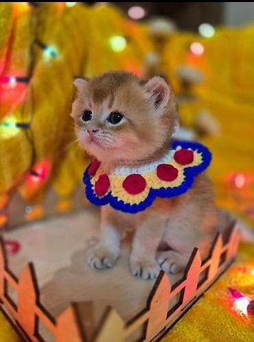 ucuz heyvanlar: Qızıl şinşilla, Erkək, Dişi — 4