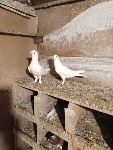 Göyərçinlər: Tutulma Qusdar göz qabaqinda ikside erkeydi saqlam qusdardi biri 8 — 2