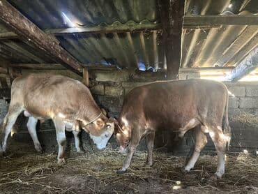 heyvan bazari inekler: Самка, лет: 1, 100120 кг, Для разведения — 12