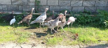 ingilis setter it cinsinin digər adı: Erkək, Damazlıq — 5