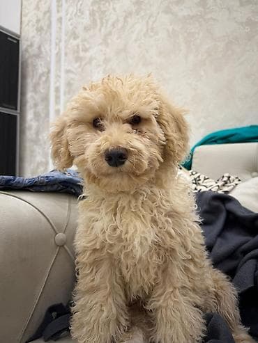 simental inek satilir: Pudel, 4 ay, Erkek, Ödənişli çatdırılma — 3