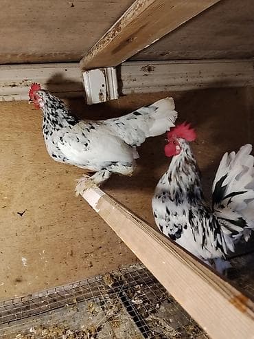 Balıqlar: YaponkalR satilir.Cutu 50 manat.Almayan bosuna yazmasin.Maraqlanan — 1