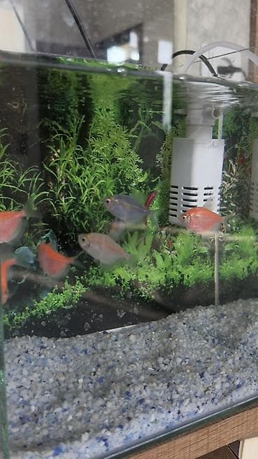 Heyvanlar: Salam! Sağlam və aktiv GloFish tetra balıqlarımı satıram. Rəngləri — 4