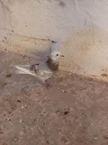 qus nömreleri: Mor agbas erkeydir tutulma qusdur unvan Neftçala rayonu qiymet 30 m — 1
