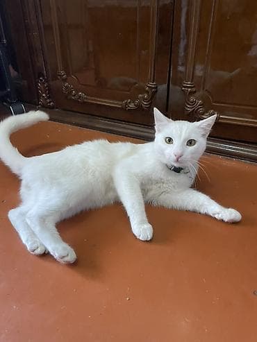 Heyvanlar üçün mallar: Ağ tüklü ev pişiyi

Anqor erkeydi 8 aylig temiz pisikdi — 2