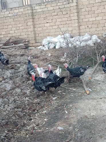 Atlar: Məhsul: Hinduşka (qara və ala rəngli sürü) Təsvir: - Həyət şəraitində — 2